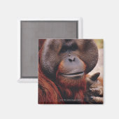 Orangutan Magneet (Voorkant / Achterkant)