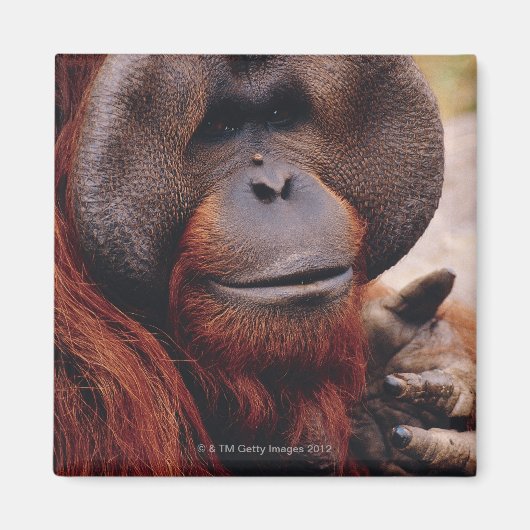 Orangutan Magneet (Voorkant)