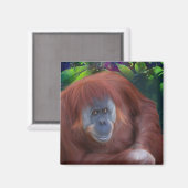 Orangutan Magnet (Voorkant / Achterkant)