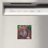 Orangutan Magnet (Insitu (Vaatwasser))