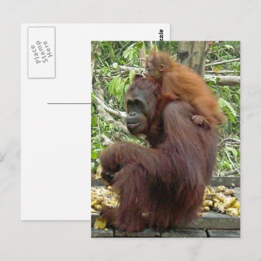 Orangutan mama en Baby Briefkaart (Voorkant / Achterkant)