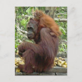 Orangutan mama en Baby Briefkaart (Voorkant)