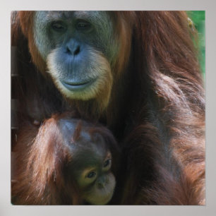 Orangutan met Baby Poster