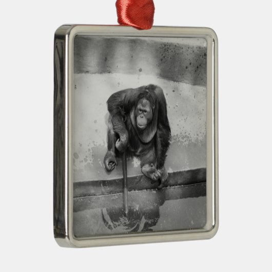 Orangutan Metalen Ornament (Rechts)