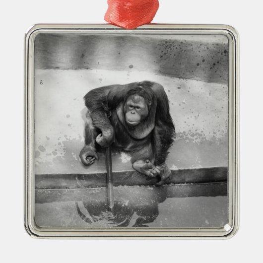 Orangutan Metalen Ornament (Voorkant)