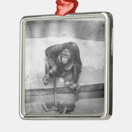 Orangutan Metalen Ornament (Links)