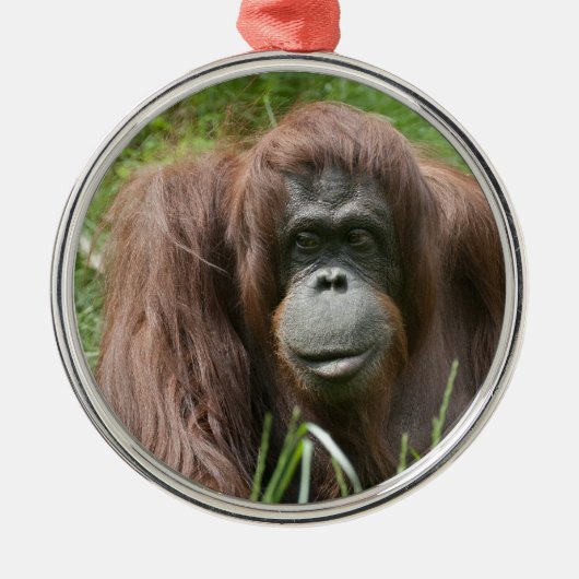 Orangutan Metalen Ornament (Voorkant)