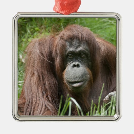 Orangutan Metalen Ornament (Voorkant)