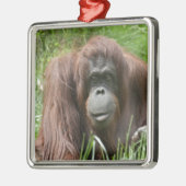 Orangutan Metalen Ornament (Links)