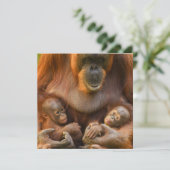 Orangutan Moeder die twee baby's houdt (Staand voorkant)