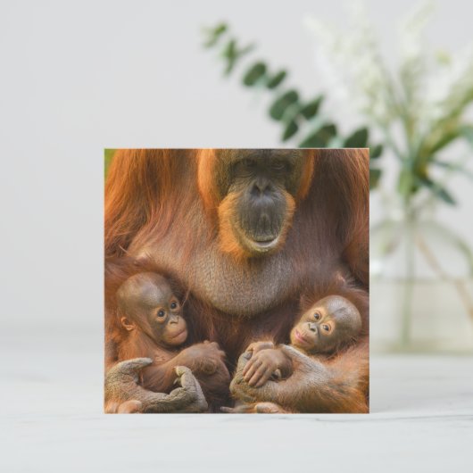 Orangutan Moeder die twee baby's houdt (Staand voorkant)