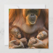 Orangutan Moeder die twee baby's houdt (Voorkant)