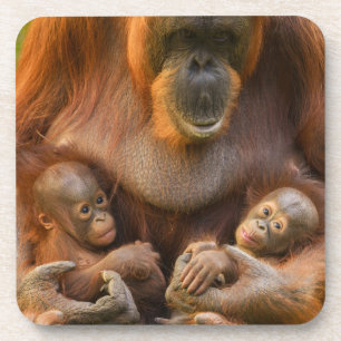 Orangutan Moeder die twee baby's houdt Bier Onderzetter