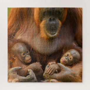Orangutan Moeder die twee baby's houdt Legpuzzel