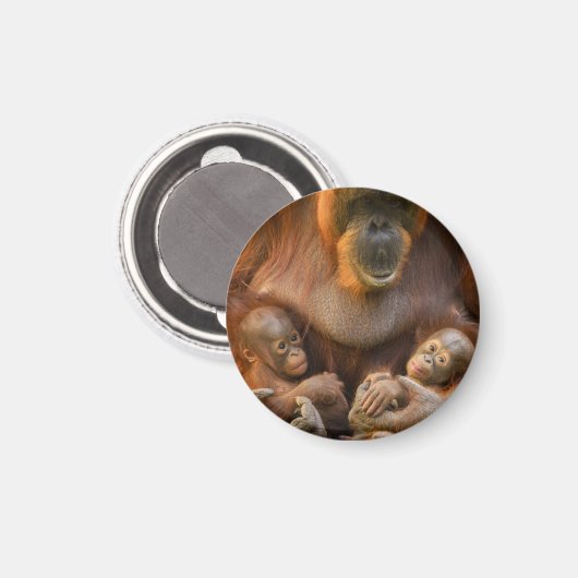Orangutan Moeder die twee baby's houdt Magneet (Voorkant / Achterkant)