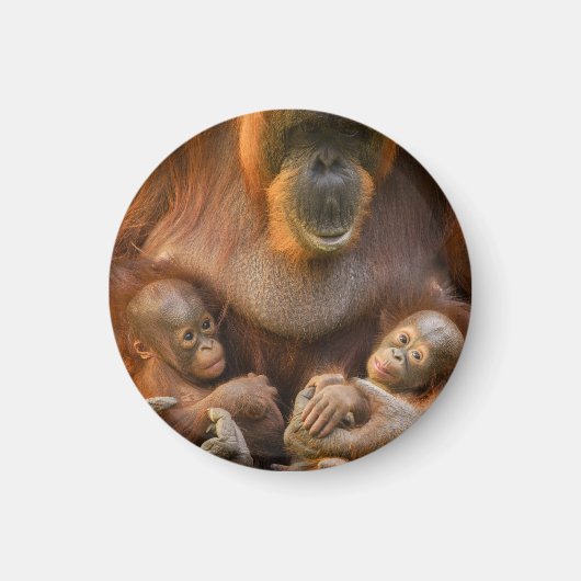 Orangutan Moeder die twee baby's houdt Magneet (Voorkant)