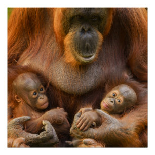 Orangutan Moeder die twee baby's houdt Perfect Poster