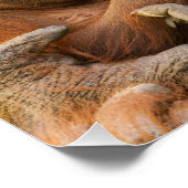 Orangutan Moeder die twee baby's houdt Perfect Poster (Hoek)