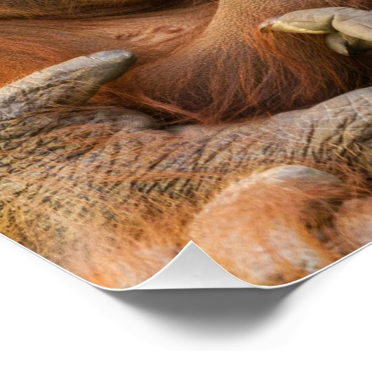 Orangutan Moeder die twee baby's houdt Perfect Poster (Hoek)