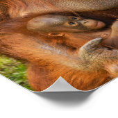Orangutan Moeder die twee baby's houdt Poster (Hoek)