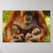 Orangutan Moeder die twee baby's houdt Poster (Voorkant)