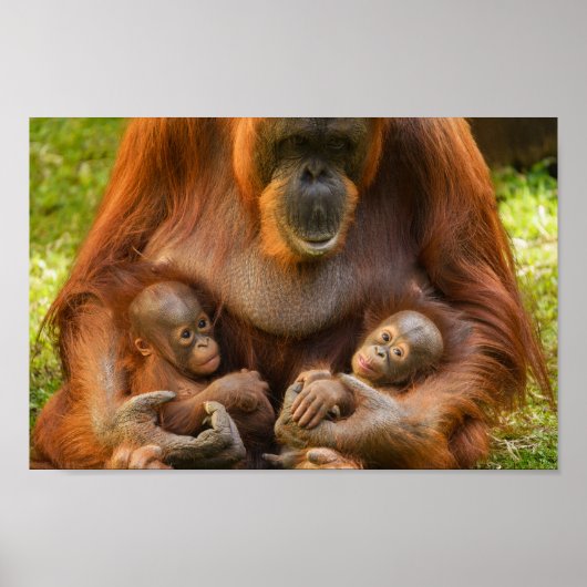 Orangutan Moeder die twee baby's houdt Poster (Voorkant)