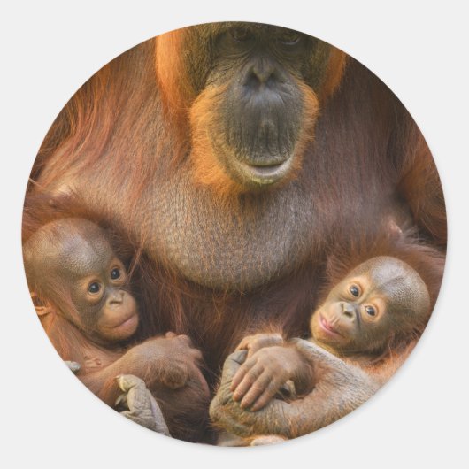 Orangutan Moeder die twee baby's houdt Ronde Sticker (Voorkant)