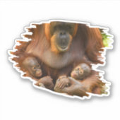 Orangutan Moeder die twee baby's houdt Sticker (Voorkant)