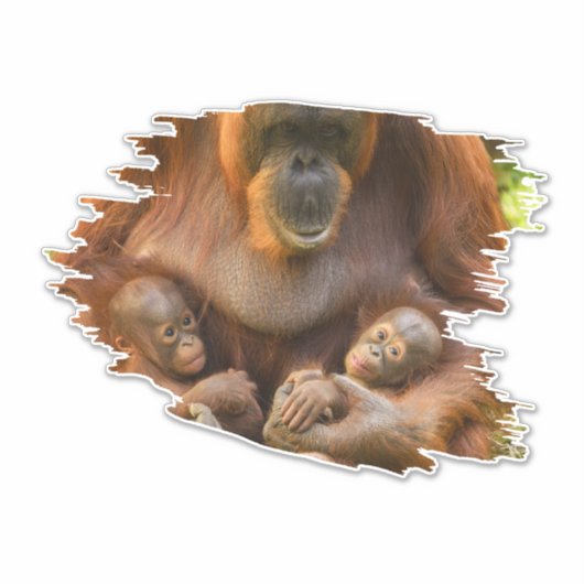 Orangutan Moeder die twee baby's houdt Sticker (Voorkant)