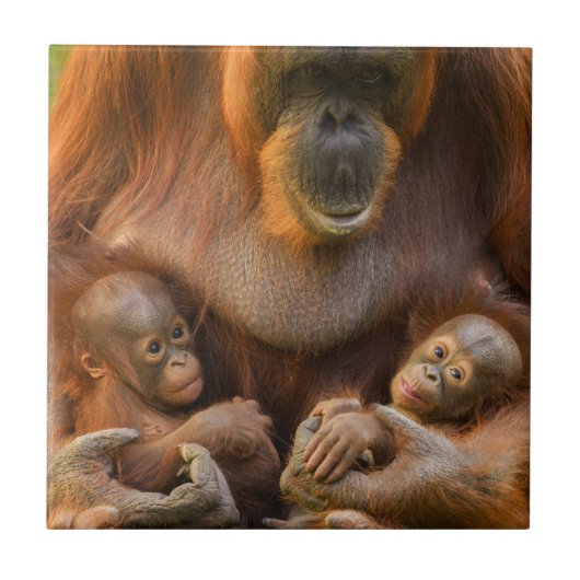 Orangutan Moeder die twee baby's houdt Tegeltje (Voorkant)