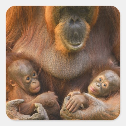 Orangutan Moeder die twee baby's houdt Vierkante Sticker (Voorkant)