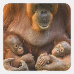Orangutan Moeder die twee baby's houdt Vierkante Sticker