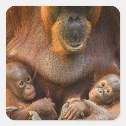 Orangutan Moeder die twee baby's houdt Vierkante Sticker (Voorkant)