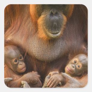Orangutan Moeder die twee baby's houdt Vierkante Sticker