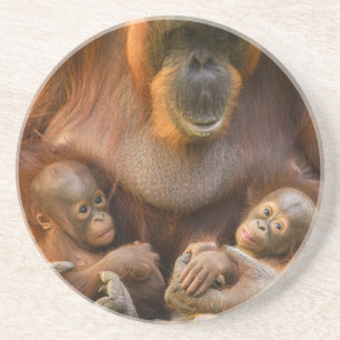Orangutan Moeder die twee baby's houdt Zandsteen Onderzetter