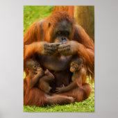 Orangutan Moeder en Babies Poster (Voorkant)