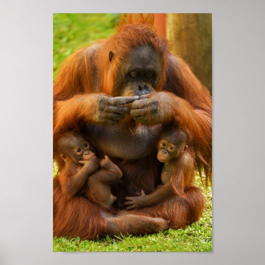 Orangutan Moeder en Babies Poster (Voorkant)