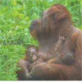 Orangutan Moeder en Babies Sticker (Voorkant)