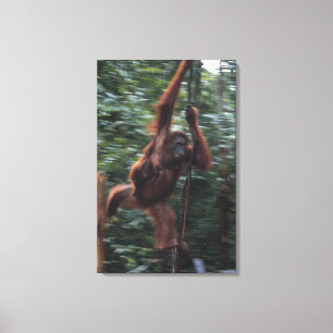 Orangutan Moeder met Baby 3 Canvas Afdruk