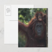 Orangutan Moeder met Baby Briefkaart (Voorkant / Achterkant)