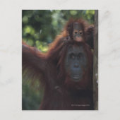 Orangutan Moeder met Baby Briefkaart (Voorkant)
