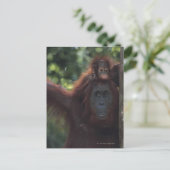 Orangutan Moeder met Baby Briefkaart (Staand voorkant)