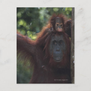 Orangutan Moeder met Baby Briefkaart