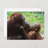 Orangutan Moeder met Baby Briefkaart (Voorkant / Achterkant)