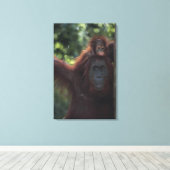 Orangutan Moeder met Baby Canvas Afdruk (Insitu (Houten vloer))