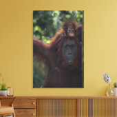 Orangutan Moeder met Baby Canvas Afdruk (Insitu (Woonkamer))