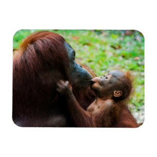 Orangutan Moeder met Baby Magneet