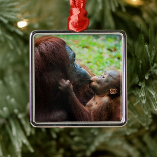 Orangutan Moeder met Baby Metalen Ornament (Boom)