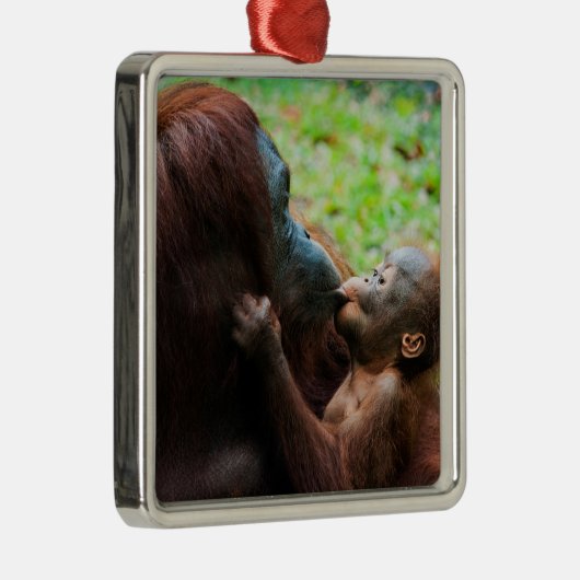 Orangutan Moeder met Baby Metalen Ornament (Rechts)