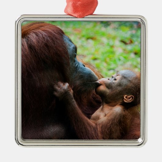 Orangutan Moeder met Baby Metalen Ornament (Voorkant)